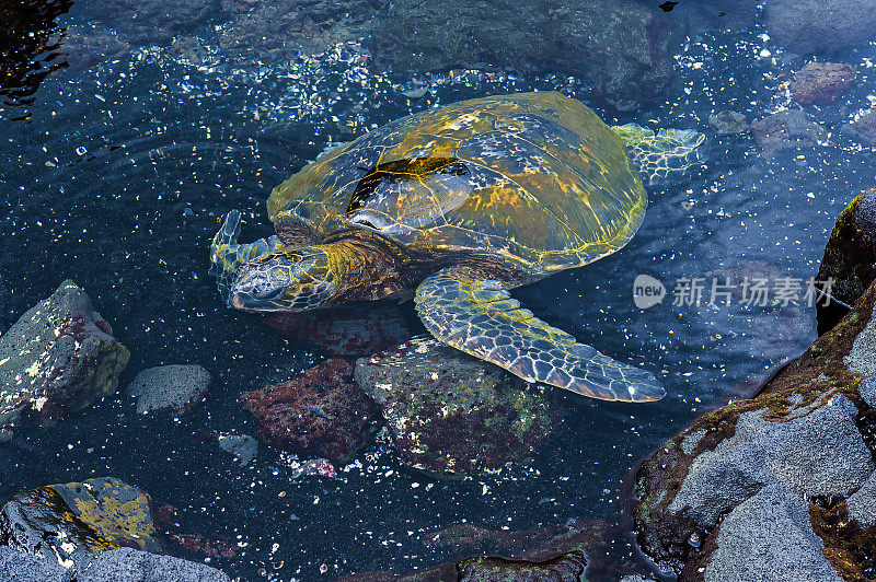 绿海龟(Chelonia mydas)，也被称为绿海龟，黑海龟，或太平洋绿海龟，是龟科的一种大型海龟。它们的共同名字来源于它们甲壳下的绿色脂肪